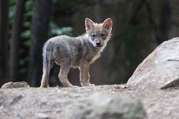 Actualmente, esta especie de lobo