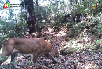 En 2020, la Semarnat decretó