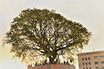 El árbol de la Plaza