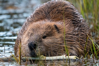 Primer plano de un castor de pelaje marrón y húmedo con bigotes largos, semi sumergido en el agua cerca de hierbas y un tronco delgado
