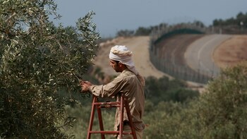 Un palestino cosecha aceitunas en