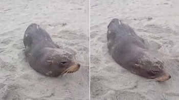 Pequeño lobo marino apareció en Lambayeque y preocupó a bañistas: Serfor confirmó su buen estado y lo trasladó a una zona segura