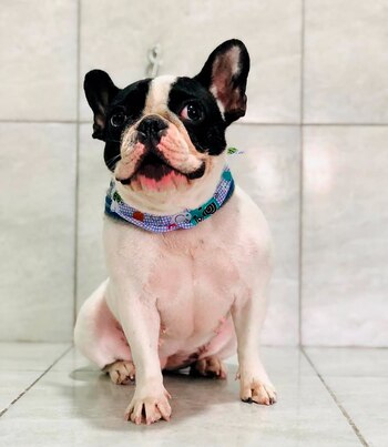 Spa Perros Peluqueria Canina
spaperros.catriel