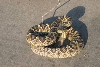 Una serpiente de cascabel de diamante oriental, de color marrón y negro con patrones de diamante, está enroscada sobre una superficie de concreto gris