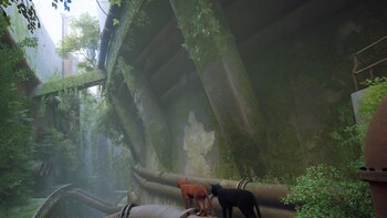 Stray genera atención a los