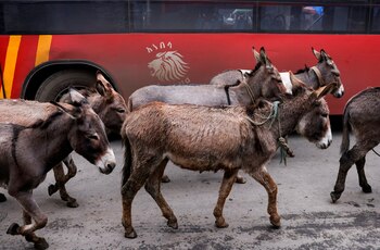 Burros en un mercado en