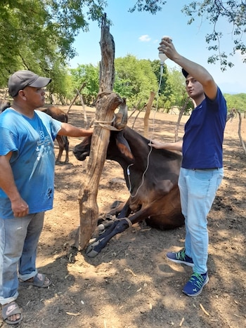 El Ministerio de Agricultura y Ganadería distribuyó más de 130 toneladas de bagazo de caña en la zona oriental para mitigar la escasez de forraje. (Cortesía: Viceministro Ad-Honorem del Ministerio de Agricultura y Ganadería, Óscar Domínguez)