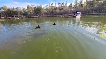 Diego de 17 años convivía