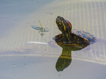 La Ley 2111 de 2021 endurece sanciones contra el tráfico ilegal de fauna silvestre, estableciendo multas y penas de prisión para los infractores - crédito Ministerio de Ambiente