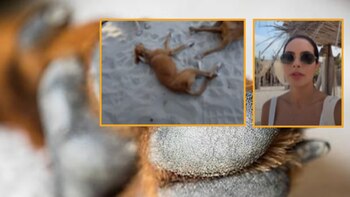 La sorpresiva respuesta de hotel