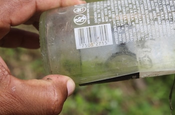 Larvas del mosquito transmisor del dengue. (Minsa)