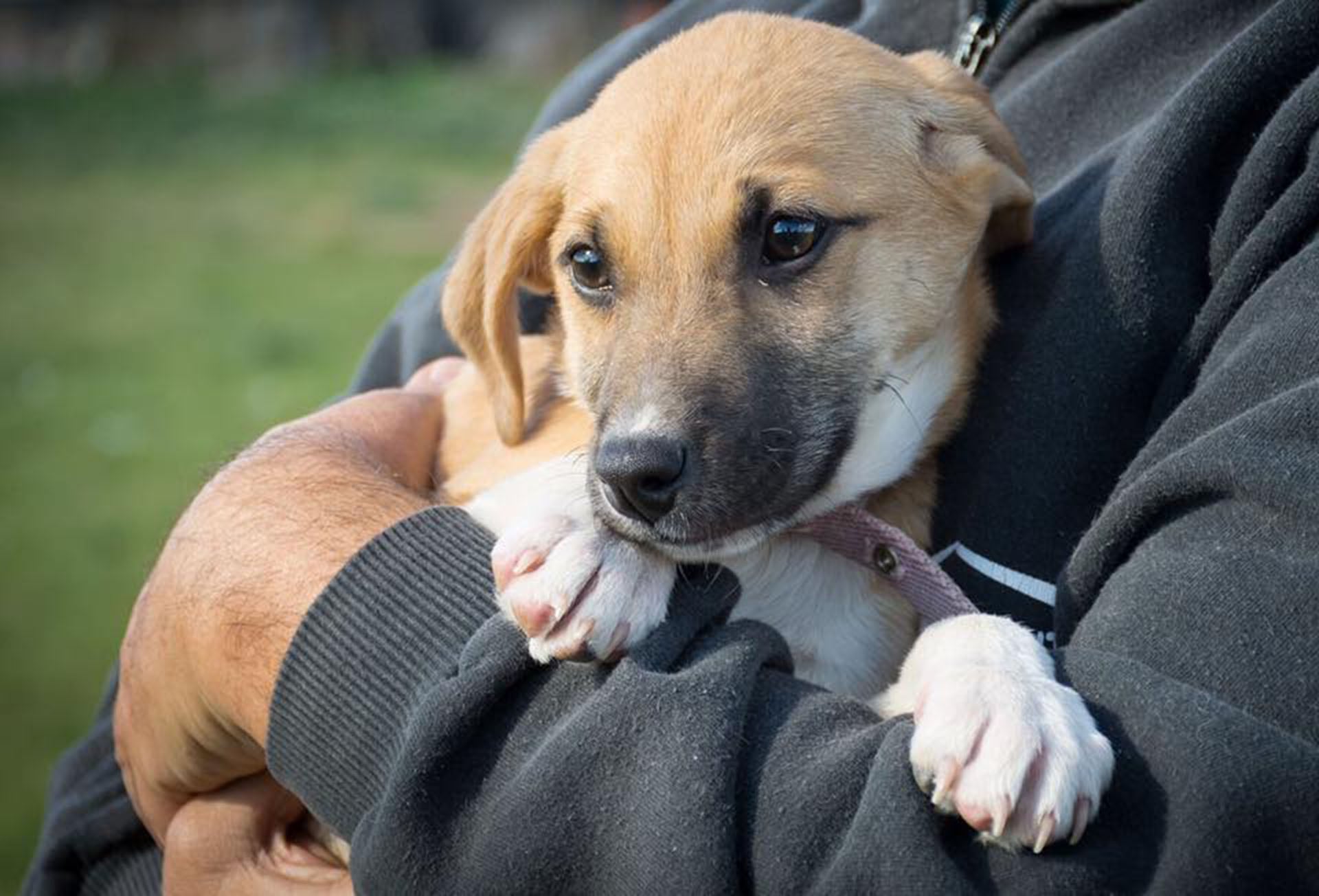 Las familias pagaron miles de dólares por adopciones sin recibir información transparente sobre el origen comercial de las mascotas