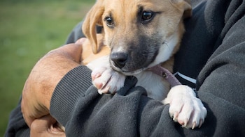 Los Ángeles demanda a Wagmor Pets por una supuesta operación de "lavado de cachorros"