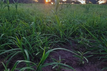Las pasturas megatérmicas son especies
