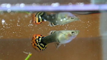 Un pez Guppi con cola naranja, negra y amarilla nadando en agua con burbujas. Se observa el reflejo del pez en la superficie