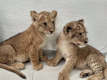 Estos cachorros en cautiverio iban