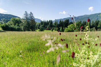 HANDOUT - En los Alpes de Ammergau se abrió un recorrido de cinco kilómetros en torno a la actividad de las abejas. Foto: Simon Bauer/Ammergauer Alpen GmbH/dpa-mag - ATENCIÓN: Sólo para uso editorial con el texto adjunto y mencionando el crédito completo