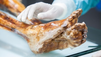 Una momia de hielo de hace 5.300 años podría albergar microbios activos: por qué intriga a la ciencia