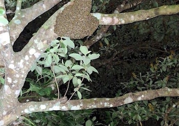 Entre las recomendaciones de los bomberos están no acercarse a los enjambres de las abejas africanizadas, no intentar remover estructuras y evitar ruidos.