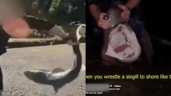 Un hombre es arrestado tras subir videos peleando con tiburones a sus redes sociales
