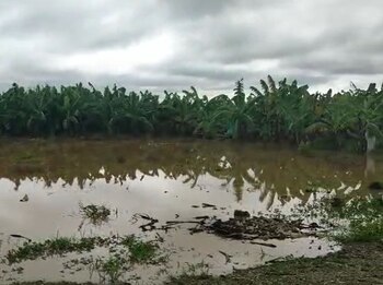 Sembríos de plátanos se pierden tras inundaciones.