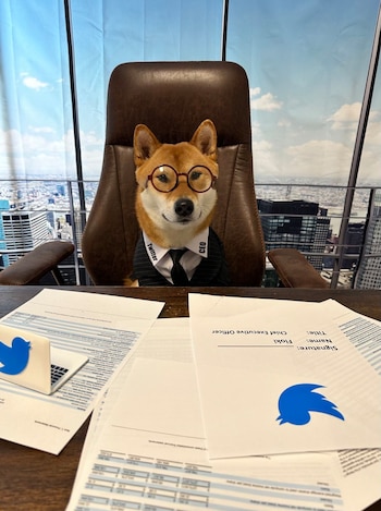 Qué raza de perro es la mascota de Elon Musk, dueño de Tesla (Twitter)