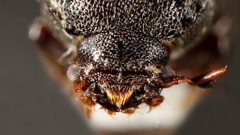 Sinoxylon sp. El aumento de