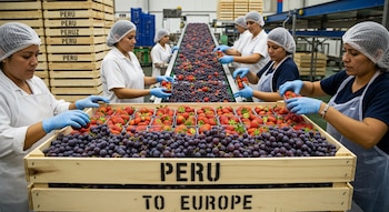 Un grupo de trabajadoras, con gorros y guantes, empaca fresas y uvas en cajas de madera marcadas con "PERU" y "TO EUROPE" en una planta industrial.