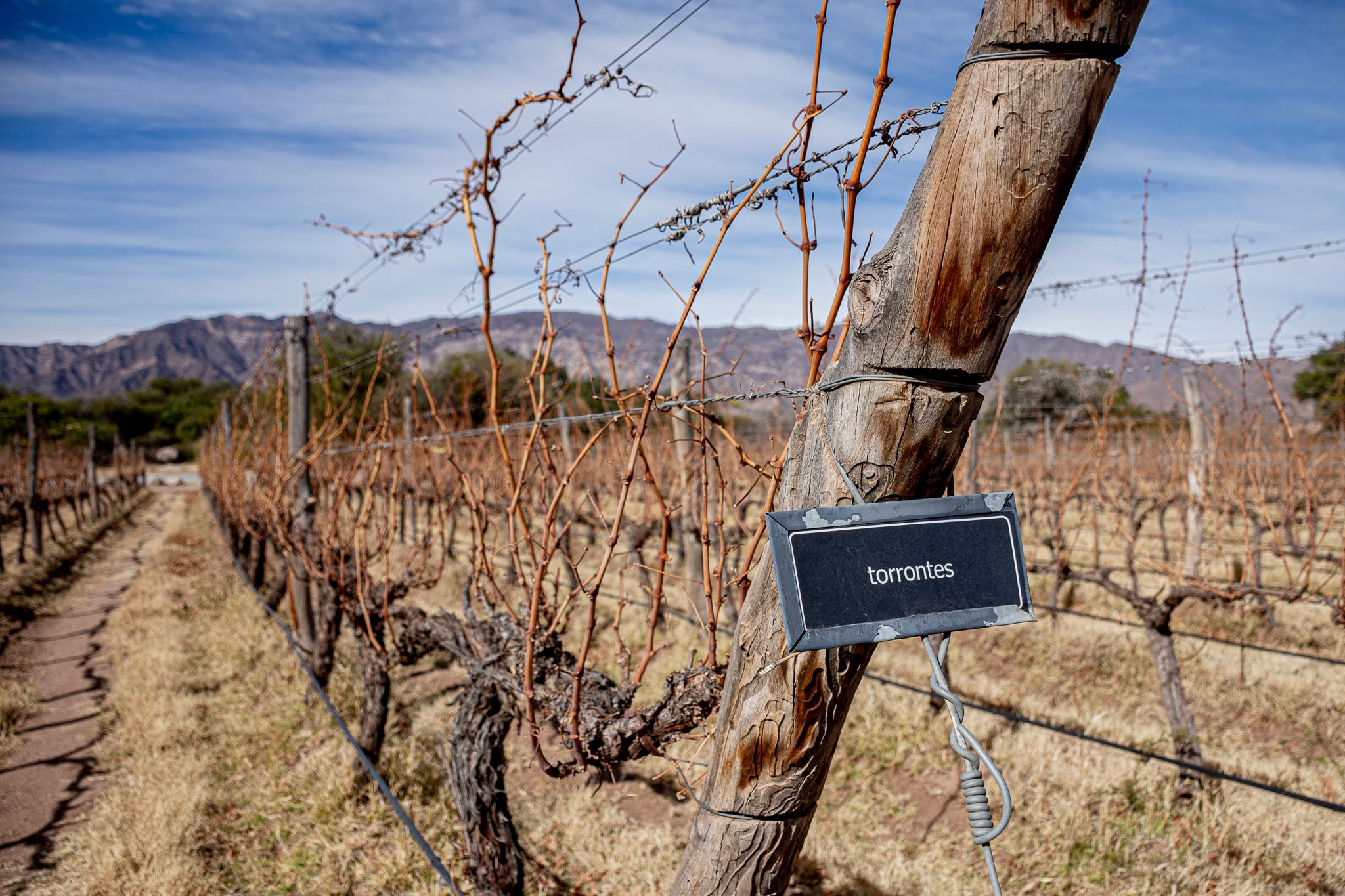 Los viñedos son uno de los lugares más elegidos por los turistas