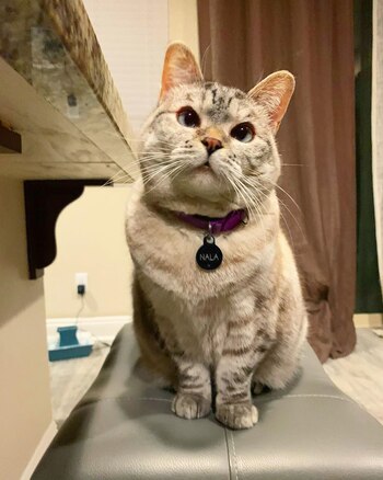 (Foto: Instagram @nala_cat)