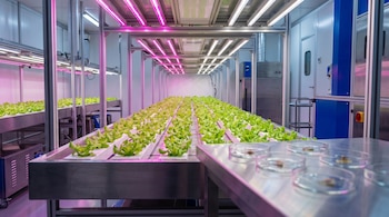 Plántulas de lechuga en estructuras metálicas bajo luces LED rosas y blancas, junto a placas de Petri sobre una mesa de metal.