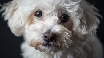 Conoce al maltés, una de