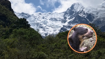 Preocupación en el Valle Sagrado de Cusco: denuncian deforestación y riesgo de afectaciones en el Santuario de la Verónica, cerca de Machu Picchu