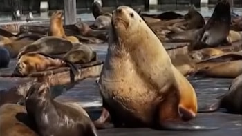 Chonkers, el león marino de casi una tonelada