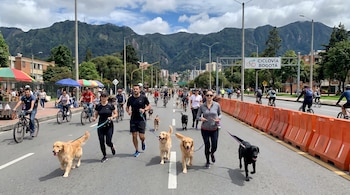Vista frontal de varias personas y sus perros (golden retrievers y labrador negro) corriendo en una ciclovía ancha con bicicletas y montañas al fondo.