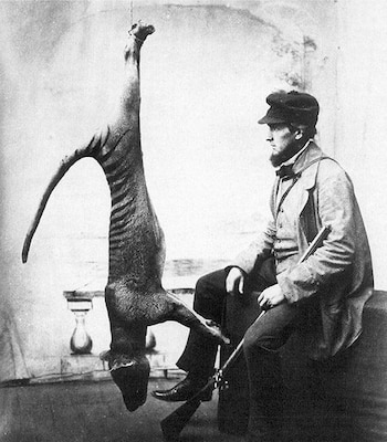 Imagen de un tilacino o tigre de Tasmania captura. (¿Víctor Prout?/Wikimedia Commons)
