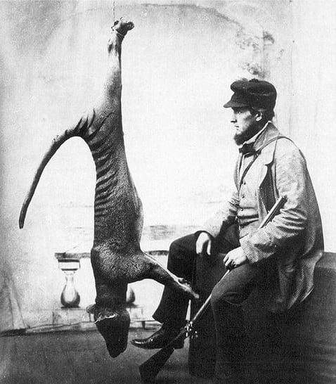 Imagen de un tilacino o tigre de Tasmania captura. (¿Víctor Prout?/Wikimedia Commons)