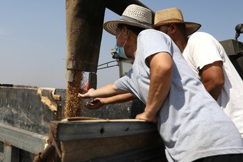 Granjeros trabajan en agricultura en