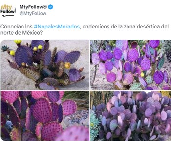 La Zona del Silencio: el