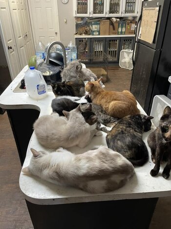 na mujer de 75 años de edad conservaba a todos los animales en un deplorable estado de salud.