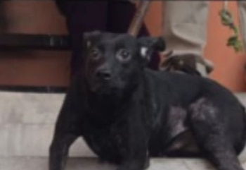 Tras cateo, autoridades rescataron a 20 perros y gatos víctimas de maltrato en Jalisco. Fiscalía de Jalisco.