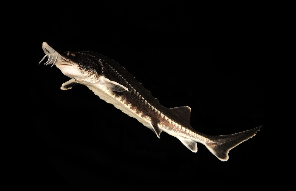 Peces migratorios caen 90% y preocupa a Sudamérica