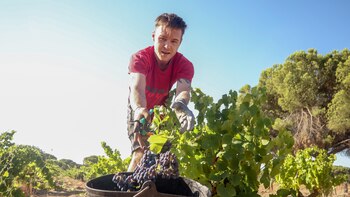 Pronostican una mayor cosecha de