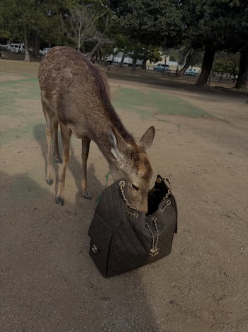 Un ciervo de pelaje marrón claro y blanco con orejas grandes mete su cabeza en un bolso Chanel negro acolchado con cadenas doradas en un parque