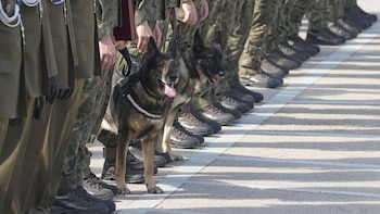 Perros Polonia - 2024