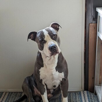 La mascota tenía crías, por