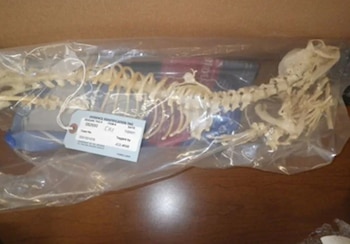 Un esqueleto de animal dentro de una bolsa de plástico transparente, con una etiqueta de evidencia colgando, sobre una superficie de madera y dentro de una caja de cartón