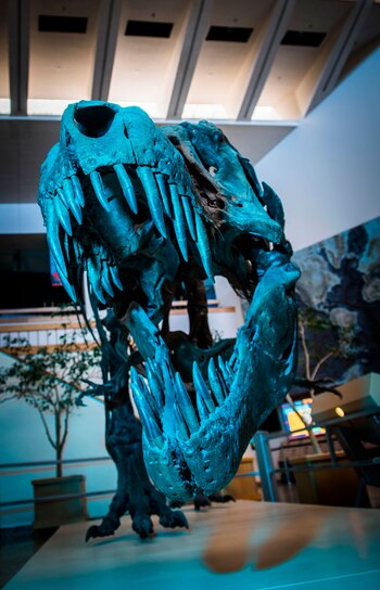 Stan tiene 12 metros de