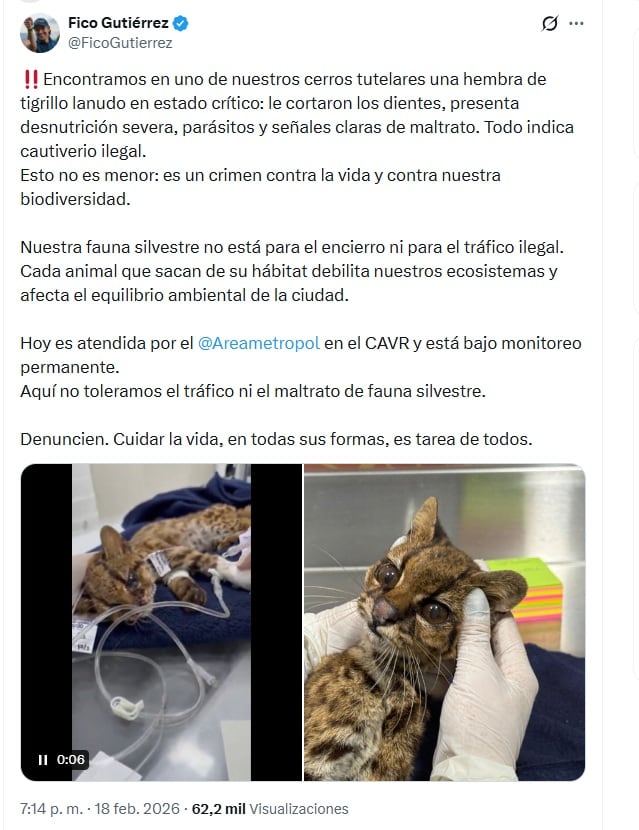El alcalde Federico Gutiérrez denunció en redes sociales las terribles condiciones de salud que presentó la tigrilla lanudo al momento de su valoración - crédito @FicoGutierrez/X