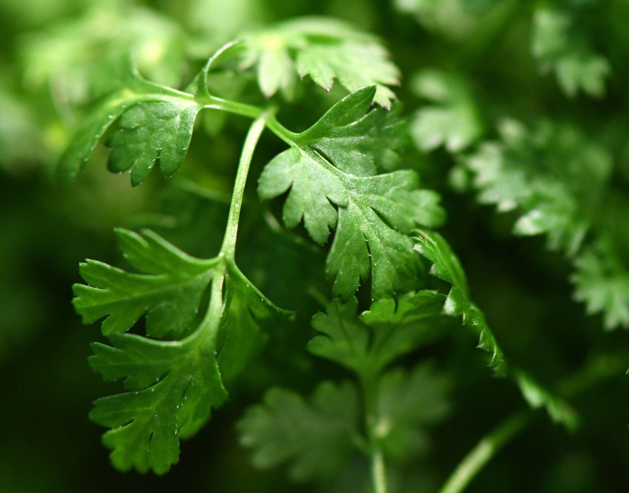 El perejil, conocido por su aroma y sabor, esconde en sus hojas compuestos que potencian el trabajo de los riñones y protegen frente al daño oxidativo. (Foto: Andrea Warnecke/dpa)